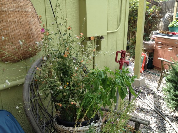 Even the utility area can be beautified with flowers!